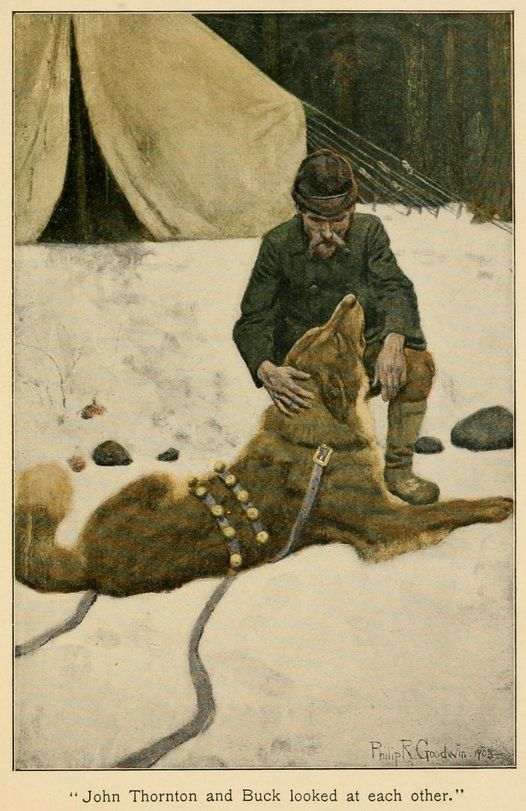 A picture for the book The Call of the Wild