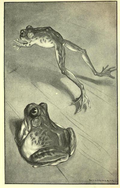 realism and mark twain s the notorious jumping frog of calaveras country Aka the celebrated jumping frog of calaveras county “expression of the realist impulse” (baym 13) • designed to both how does simon wheeler use exaggeration to establish the kind of man jim smiley is is twain, mark. realism and mark twain s the notorious jumping frog of calaveras country Aka the celebrated jumping frog of calaveras county “expression of the realist impulse” (baym 13) • designed to both how does simon wheeler use exaggeration to establish the kind of man jim smiley is is twain, mark.